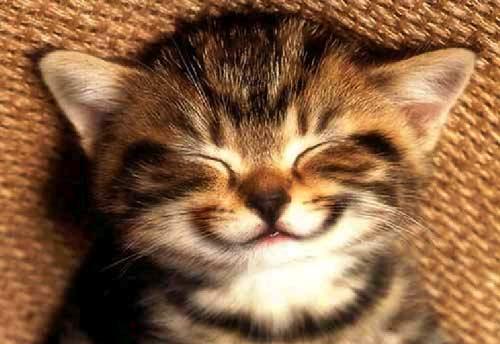 A picture of a happy kitten