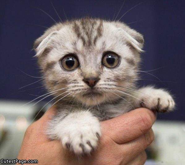 A picture of a sad kitten