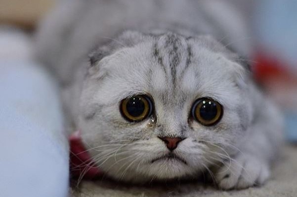 A picture of a sad kitten